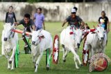 Joki memacu sapi miliknya pada kejuaraan pacuan kuda dan karapan roda sapi di gelanggang pacuan kuda Desa Yosonegoro, Kabupaten Gorontalo, Gorontalo. Kejuaraan dalam rangka memperingati HUT ke-16 Provinsi Gorontalo tersebut diikuti 138 peserta dari Sulawesi Selatan, Sulawesi Barat, Sulawesi Tengah, Sulawesi Utara dan Gorontalo. (ANTARA FOTO/Adiwinata Solihin)