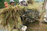 Buruh tani melakukan perontokan bulir padi menggunakan alat khusus saat panen di area persawahan Kelurahan Pesantren, Kota Kediri, Jawa Timur, Selasa (6/12). Petani di daerah tersebut mengeluhkan hasil panen yang menurun hingga 50 persen karena banyak bulir padi tanpa isi (gabuk) yang disinyalir akibat perbedaan suhu yang ekstrim antara malam dengan siang hari dan tingginya curah hujan saat musim padi berbunga. Antara Jatim/Prasetia Fauzani/zk/16