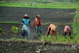 Pekerja mengairi sawah tadah hujan menggunakan pompa air saat menanam padi di Desa Konang, Galis,  Pamekasan, Jatim, Kamis (8/12). Menurut petani sawah tadah hujan di daerah itu, harus mengeluarkan biaya ekstra Rp500 ribu hingga Rp1 juta per lahan untuk mengairi lahan mereka karena minimnya curah hujan dalam dua pekan terakhir. Antara Jatim/Saiful Bahri/zk/16