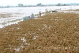 Dua warga dengan membawa perahu di antara tanaman padi yang mati terendam air banjir luapan Bengawan Solo di Desa Rengel, Kecamatan Rengel, Tuban, Jawa Timur, Jumat (9/12). Para petani di sejumlah desa di Tuban, juga Bojonegoro, membiarkan sawahnya 