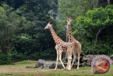 Sepasang hewan Jerapah menjadi salah satu objek wisata andalan di Taman Safari Indonesia (TSI), di Cisarua, Kabupaten Bogor, Provinsi Jawa Barat, Indonesia. (ANTARA FOTO/M.Tohamaksun/Dok).