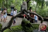 Wisatawan mengamati kera saat mengunjungi kawasan wisata Monkey Forest Ubud, Gianyar, Bali, Minggu (11/12). Kawasan yang dihuni oleh sekitar 600 kera ekor panjang (Macaca fascicularis) tersebut merupakan salah satu objek wisata andalan di kawasan Ubud yang ramai didatangi wisatawan domestik dan mancanegara. ANTARA FOTO/Fikri Yusuf/wdy/16.