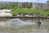 Seorang nelayan menjaring ikan di muara sungai Desa Sumberejo, Ambulu, Jember, Jawa Timur, Minggu (11/12). Sejumlah nelayan di Jember menjaring ikan di muara dan pinggir pantai saat cuaca buruk menyebabkan penghasilan nelayan merosot karena tidak pernah melaut di tengah perairan. Antara Jatim/Seno/zk/16