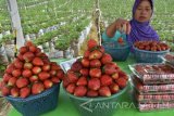 Penjual menata buah stroberi di kawasan agrowisata Sarangan, Magetan, Jawa Timur, Sabtu (10/12). Menurut petani, curah hujan tinggi selama beberapa bulan terakhir ini berdampak pada penurunan produksi buah stroberi hingga sekitar 50 persen, akibatnya harga jualnya melonjak dari harga normal Rp50 ribu per kilogram menjadi Rp80 ribu per kilogram. Antara Jatim/Siswowidodo/zk/16