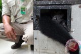 Seekor Siamang (Symphalangus Syndactylus) berada didalam kandang ketika diserahkan oleh warga di kantor BBKSDA Sumatera Utara, di Medan, Rabu (7/12). Seorang warga menyerahkan dua ekor Burung Kakak Tua jambul kuning dan Siamang kepada pihak BBKSDA Sumut untuk dilepas liarkan. ANTARA SUMUT/Septianda Perdana/16