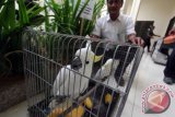 Petugas BBKSDA Sumut memperlihatkan dua ekor burung kakak tua jambul kuning (Cacatua Galerita) ketika diserahkan oleh warga di kantor BBKSDA Sumatera Utara, di Medan, Rabu (7/12). Seorang warga menyerahkan dua ekor Burung Kakak Tua jambul kuning dan Siamang kepada pihak BBKSDA Sumut untuk dilepas liarkan. ANTARA SUMUT/Septianda Perdana/16