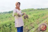 Petani di desa Purut Kecamatan Bungur, Kabupaten Tapin. Saat memanen hasil pertaniannya berupa bawang merah di Rantau, Kamis (15/12). Foto:Antaranews Kalsel/M.H.Asyari/G.