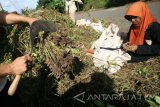 Buruh tani memisahkan kacang tanah dari tumbuhannya usai dipanen di area persawahan Desa Selopanggung, Kediri, Jawa Timur, Rabu (21/12). Harga kacang tanah basah di tingkat petani di tempat tersebut mengalami penurunan dari standarnya Rp7.000 menjadi Rp6.000 per kg karena bulir kacang tidak dapat tumbuh maksimal akibat tingginya kadar air dalam tanah saat mendekati puncak musim penghujan. Antara Jatim/Prasetia Fauzani/zk/16