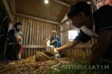 Umat nasrani menata patung diorama kelahiran Yesus di gereja Puhsarang di Kediri, Jawa Timur, Jumat (23/12). Gereja berarsitektur perpaduan budaya Jawa dengan Eropa yang dibangun pada tahun 1939 dan merupakan salah satu destinasi wisata religi andalan Kabupaten Kediri tersebut berbenah guna menyambut ribuan umat yang hendak melakukan misa Natal. Antara Jatim/Prasetia Fauzani/zk/16