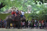 Pengunjung mengunggangi gajah di Kebun Binatang Surabaya, Jawa Timur, Sabtu (24/12). Kunjungan wisatawan pada libur Natal dan Tahun Baru 2017 di Kebun Binatang tersebut ditargetkan mencapai 5.000 hingga 6.000 pengunjung per hari. Antara Jatim/Moch Asim/zk/16