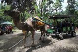 Pengunjung menaiki kereta yang ditarik seekor unta di Kebun Binatang Surabaya, Jawa Timur, Sabtu (24/12). Kunjungan wisatawan pada libur Natal dan Tahun Baru 2017 di Kebun Binatang tersebut ditargetkan mencapai 5.000 hingga 6.000 pengunjung per hari. Antara Jatim/Moch Asim/zk/16