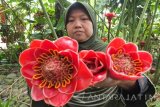 Humsatun menunjukkan bunga kecombrang (etlingera hemisphaerica) yang akan diolah menjadi minuman berupa jus di Kecamatan Ajung, Kabupaten Jember, Minggu (25/12). Bunga kecombrang biasanya dijadikan tanaman hias, namun setelah diolah jadi jus memiliki khasiat untuk memulihkan stamina, menghilangkan masuk angin dan menurunkan kolesterol. Antarajatim/Zumrotun Solichah/zk/16.