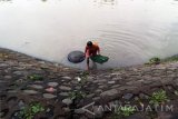 Warga mencari cacing sutra (tubifex) di Sungai Kalimas Surabaya, Selasa (3/1). Dalam sehari pencari cacing sutra rata-rata mendapatkan 10 kg yang dijual sekitar Rp35.000 perkilogramnya untuk pakan ikan air tawar dan ikan hias. Antara Jatim/Abdullah Rifai/zk/16