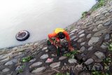 Warga mencari cacing sutra (tubifex) di Sungai Kalimas Surabaya, Selasa (3/1). Dalam sehari pencari cacing sutra rata-rata mendapatkan 10 kg yang dijual sekitar Rp35.000 perkilogramnya untuk pakan ikan air tawar dan ikan hias. Antara Jatim/Abdullah Rifai/zk/16