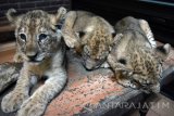Bayi singa afrika (Pantera leo) yang baru lahir bernama Faris, Feri dan Fendo berada di area baby zoo Taman Safari Indonesia (TSI) II Prigen, Pasuruan, Jawa Timur, Rabu (4/1). Anakan singa yang lahir pada 19 Oktober lalu dan berumur 2 bulan dari pasangan singa jantan Galuh (6 tahun) dan betina Febi (7 tahun) menambah koleksi jumlah singa di taman Safari Indonesia. Antara Jatim/Umarul Faruq/zk/17