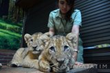 Seorang dokter hewan bermain dengan tiga ekor bayi singa Afrika (Panthera Leo) di area baby zoo Taman Safari Indonesia (TSI) II Prigen, Pasuruan, Jawa Timur, Rabu (4/1). Anakan singa yang lahir pada 19 Oktober lalu dan berumur 2 bulan dari pasangan singa jantan Galuh (6 tahun) dan betina Febi (7 tahun) menambah koleksi jumlah singa di taman Safari Indonesia. Antara Jatim/Umarul Faruq/zk/17