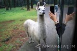 Pengunjung berinteraksi dengan seekor llama di Taman Safari Indonesia (TSI) II Prigen, Pasuruan, Jawa Timur, Rabu (4/1). Taman Safari memiliki sekitar 2500 koleksi satwa dari hampir seluruh penjuru dunia termasuk satwa langka dan merupakan salah satu tempat tujuan wisata yang banyak dikunjungi wisatawan dari berbagai daerah saat libur panjang akhir tahun. Antara Jatim/Umarul Faruq/zk/17