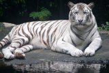 Seekor Harimau Putih berada di kandang Taman Safari Indonesia (TSI) II Prigen, Pasuruan, Jawa Timur, Rabu (4/1). Taman Safari memiliki sekitar 2500 koleksi satwa dari hampir seluruh penjuru dunia termasuk satwa langka dan merupakan salah satu tempat tujuan wisata yang banyak dikunjungi wisatawan dari berbagai daerah saat libur panjang akhir tahun. Antara Jatim/Umarul Faruq/zk/17