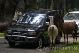 Pengunjung berinteraksi dengan sejumlah hewan di Taman Safari Indonesia (TSI) II Prigen, Pasuruan, Jawa Timur, Rabu (4/1). Taman Safari memiliki sekitar 2500 koleksi satwa dari hampir seluruh penjuru dunia termasuk satwa langka dan merupakan salah satu tempat tujuan wisata yang banyak dikunjungi wisatawan dari berbagai daerah saat libur panjang akhir tahun. Antara Jatim/Umarul Faruq/zk/17