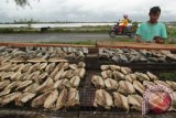 Warga menjemur ikan tongkol yang sudah dimasak secara tradisional saat proses  pengolahan menjadi produk Ikan Kayu, di desa Lampulo, Banda Aceh, Rabu (4/1). Produksi ikan kayu, salah satu produk unggulan para usaha rumah tangga nelayan di daerah pesisir itu terkendala musim penghujan, sehingga stok  ikan kayu berkurang. (ANTARA Aceh/Ampelsa)