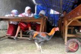 Beberapa murid mengikuti kegiatan belajar mengajar di SDN Sirna Asih, Kampung Cisarua , Desa Banyuresmi, Kecamatan Cigudeg, Kabupaten Bogor, Jawa Barat. Siswa di sekolah tersebut setiap harinya belajar di kelas yang hanya beratapkan terpal dan berlantai tanah. Para siswa mengharapkan sarana dan prasarana pendidikan yang layak dari pemerintah pusat maupun pemerintah daerah. (ANTARAFOTO/Yulius Satria Wijaya).