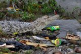 Seekor buaya berjemur di antara tumpukan sampah di Sungai Palu, Palu, Sulawesi Tengah, Selasa (10/1). Berdasarkan laporan yang dikeluarkan Direktorat Jenderal Pengendalian Pencemaran dan Kerusakan Lingkungan Kementerian Lingkungan Hidup dan Kehutanan (KLHK), pada tahun 2015 hampir 68 persen atau mayoritas mutu air sungai di 33 provinsi di Indonesia dalam status tercemar berat. Sumber utama pencemar air sungai di Indonesia sebagian besar berasal dari limbah domestik atau rumah tangga. ANTARA FOTO/Mohamad Hamzah/kye/17.