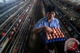 Peternak saat mengambil telur di salah satu peternakan ayam petelur di Ungaran, Kabupaten Semarang, Jawa Tengah. Peternak setempat mengeluhkan pendapatannya berkurang akibat harga telur ayam mengalami penurunan dari Rp20.000 menjadi Rp17.000 per kilogram di tingkat peternak.  (ANTARA FOTO/Aditya Pradana Putra/Dok).