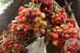 Pedagang menata buah rambutan di Kecamatan Indra Puri, Kabupaten Aceh Besar, Aceh, Sabtu (14/1). Memasuki masa panen rambutan, buah rambutan di daerah itu dijual seharga Rp10.000 per ikat. (ANTARA Aceh/Ampelsa)