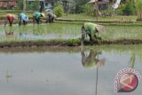 Petani menanam padi di persawahan kawasan Sempidi, Badung, Bali, Senin (16/1). Intensitas curah hujan yang tinggi dimanfaatkan petani di kawasan tersebut untuk mulai menanam padi pada musim tanam pertama tahun 2017. ANTARA FOTO/Fikri Yusuf/wdy/17.