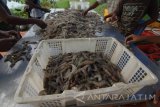 Pekerja memilah udang vename saat panen di tambak Desa Polagan, Galis, Pamekasan, Jawa Timur, Kamis(19/1). Kementerian Kelautan dan Perikanan (KKP) menargetkan ekspor produk perikanan pada tahun ini sebesar US$ 7,63 miliar atau naik hingga dua kali lipat dari capaian ekspor Januari-November 2016 sebesar US$ 3,78 miliar dengan volume ikan sebanyak 978,33 ribu ton. Antara Jatim/Saiful Bahri/zk/17