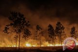 Api membakar semak belukar dan pepohonan yang ada di lahan seluas lima hektar di Pekanbaru, Riau, Rabu (18/1/2017) malam. Cuaca panas ditambah dengan kencangnya angin membuat api sulit untuk dipadamkan. (ANTARA /Rony Muharrman)