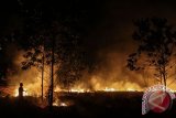 Warga berusaha memadamkan api yang membakar semak belukar dan pepohonan yang ada di lahan seluas lima hektar di Pekanbaru, Riau, Rabu (18/1/2017) malam.malam. Cuaca panas ditambah dengan kencangnya angin membuat api sulit untuk dipadamkan. (ANTARA/Rony Muharrman)