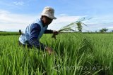 Petani mencabut rumput di antara tanaman padinya di Dagangan, Kabupaten Madiun, Jawa Timur, Jumat (20/1). Rumput yang daunnya mirip dengan tanaman padi tersebut tumbuh subur bersamaan tanaman padi dan menggangu tanaman padi. Antara Jatim/Siswowidodo/zk/17