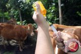 Ogan Komering Ulu tertinggi di Sumsel potong sapi betina