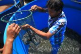 Warga memanen ikan lele dengan metode Booster di kawasan Romokalisari, Surabaya, Jawa Timur, Minggu (22/1). Kementerian Kelautan dan Perikanan melakukan peningkatan nilai tambah produk ikan lele dengan mengaplikasikan metode booster karena efektif dan dapat menghasilkan panen melimpah serta berkualitas. Antara Jatim/Umarul Faruq/zk/17