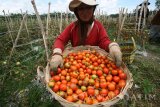 Petani memanen tomat di lahan pertanian Desa Ngancar, Kediri, Jawa Timur, Minggu (22/1). Petani mengeluhkan rendahnya harga jual tomat yang hanya Rp500 per kg pasca pabrik saus tomat di daerah tersebut bangkrut yang mengakibat produksi tomat tidak dapat sepenuhnya terserap pasar. Antara Jatim/Prasetia Fauzani/zk/17
