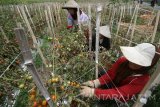 Petani memanen tomat di lahan pertanian Desa Ngancar, Kediri, Jawa Timur, Minggu (22/1). Petani mengeluhkan rendahnya harga jual tomat yang hanya Rp500 per kg pasca pabrik saus tomat di daerah tersebut bangkrut yang mengakibat produksi tomat tidak dapat sepenuhnya terserap pasar. Antara Jatim/Prasetia Fauzani/zk/17