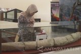 Pengunjung melihat fosil gading gajah purba (stegodon) yang dipajang di Museum Trinil di Ngawi, Jawa Timur, Minggu (22/1). Sejumlah masyarakat memanfaatkan waktu libur akhir pekan dengan membawa anak-anak untuk belajar tentang arkeologi di Museum Trinil. Antara Jatim/Ari Bowo Sucipto/zk/17