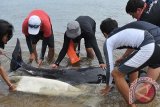 Petugas Balai Pengelolaan Sumber Daya Pesisir dan Laut Denpasar bersama peneliti menggiring ikan paus jenis 'Pygmy Sperm Whale' atau Paus Sperma Kerdil yang terdampar di Pantai Sanur, Bali, Senin (23/1). Mamalia laut dengan panjang sekitar 1,5 meter tersebut terdampar dengan penuh luka goresan sehingga akhirnya mati setelah sempat diupayakan penyelamatannya. FOTO ANTARA/Nyoman Budhiana/i018/2017.