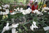 Pengunjung mengamati berbagai jenis tanaman Anggrek di Kampung Anggrek yang berada di lereng gunung Kelud, Desa Sempu, Kabupaten Kediri, Jawa Timur, Minggu (22/1). Kampung Anggrek menyediakan puluhan jenis tanaman anggrek dan telah menjadi daerah wisata baru yang dikembangkan sebagai pelengkap destinasi wisata Gunung Kelud. Antara Jatim/Prasetia Fauzani/zk/17