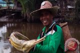 Seekor ikan berbentuk aneh ditemukan nelayan di sekitar Kuin Besar, Kecamatan Aluh-aluh, Kabupaten Banjar, Kalimantan Selatan, ikan itu bentuknya seperti belut panjang sekitar 1,5 meter, tapi  kepala mirip buaya itu belum diketahui namanya dan ditemukan secara tak sengaja oleh rombongan ontelis Saban Banjarmasin yang melakukan touring ke wilayah tersebut, Sabtu. Antaranews Kalsel/Hasan Z.