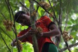 Petani memanen buah langsat manis di Montasik, Aceh Besar, Aceh, Rabu (18/1). Hasil panen yang dijual Rp15.000 perkilogram selain untuk memenuhi permintaan buah pasar lokal juga dikirim ke wilayah Provinsi Sumatera Utara dan Sumatera Barat. ANTARA FOTO/Irwansyah Putra/pd/17.