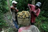 Petani mengumpulkan buah langsat manis hasil panen di Montasik, Aceh Besar, Aceh, Rabu (18/1). Hasil panen yang dijual Rp15.000 perkilogram selain untuk memenuhi permintaan buah pasar lokal juga dikirim ke wilayah Provinsi Sumatera Utara dan Sumatera Barat. ANTARA FOTO/Irwansyah Putra/pd/17.