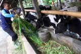 Peternak memberi pakan ternak sapi perah miliknya di sentra peternakan sapi perah di Sendang, Tulungagung, Jawa Timur, Kamis (26/1). Tahun ini pemerintah kembali menargetkan asuransi usaha ternak sapi sebanyak 120 ribu ekor dengan total anggaran subsidi sebesar Rp24 miliar untuk membayar 80 persen kewajiban premi asuransi peternak Rp180 ribu per tahun. Antara Jatim/Destyan Sujarwoko/zk/17