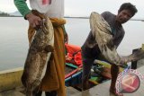 Nelayan pancing  mengangkat hasil tangkapan ikan kerapu  macan di pelabuhan Lampulo, Banda Aceh, Kamis (26/1). Permintaan ikan kerapu Indonesia rata-rata setiap tahun mencapai 35.000 ton, sementara yang  terpenuhi untuk pasar ekspor tersebut sekitar 30 persen  menyusul produksi ikan kerapu mengalami penurunan. ANTARA Aceh/Ampelsa)