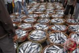 Sejumlah pedagang mengikuti lelang ikan tongkol di pelabuhan perikanan Lampulo, Banda Aceh, Kamis ((26/1). Tangkapan ikan tongkol sejak sebulan terakhir di daerah itu menurun akibat cuaca buruk, sehingga harga penjualan ikan mengalami kenaikan hingga 50 persen dari harga Rp400.000 perkeranjang menjadi Rp600.000 perkeranjang. (ANTARA Aceh/Ampelsa)