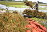 Petani memanen padi yang terendam banjir di areal persawahan di kawasan Jabon, Sidoarjo, Jawa Timur, Kamis (26/1). Banjir setinggi 40 cm yang merendam ratusan hektar sawah di wilayah tersebut selama dua pekan terakhir membuat panen pertama terancam gagal. ANTARA FOTO/Umarul Faruq/kye/17.