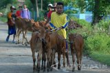 Pedagang menggiring sapi anakan saat akan dipasarkan ke Probolinggo di Desa Pagagan, Pamekasan, Jawa Timur, Jumat (27/1). Hingga Oktober 2016 lalu Jatim  mampu memenuhi kebutuhan daging sapi dalam provinsi sebanyak 80 ribu ton, sedangkan produksinya mencapai 95 ribu ton sehingga ada surplus 15 ribu ton. Antara Jatim/Saiful Bahri/zk/17