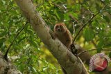 Seekor Kukang (nycticebus coucang) terlihat sedang mencari makan di Hutan Lindung Kelian, Kecamatan Linggang Bigung, Kabupaten Kutai Barat Kalimantan Timu, Minggu (30/1). Kukang yang merupakan salah satu hewan primata dengan status konservasi apendik 1 tersebut, saat ini terancam punah akibat praktik perburuan liar dan perdagangan gelap satwa. ANTARA FOTO/Sugeng Hendratno/jhw/16