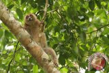 Seekor Kukang (nycticebus coucang) terlihat sedang mencari makan di Hutan Lindung Kelian, Kecamatan Linggang Bigung, Kabupaten Kutai Barat Kalimantan Timu, Minggu (30/1). Kukang yang merupakan salah satu hewan primata dengan status konservasi apendik 1 tersebut, saat ini terancam punah akibat praktik perburuan liar dan perdagangan gelap satwa. ANTARA FOTO/Sugeng Hendratno/jhw/16